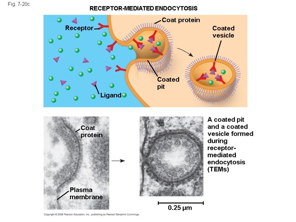 Fig. 7-20c RECEPTOR-MEDIATED ENDOCYTOSIS Receptor Coat protein Coated pit Ligand Coat protein Plasma membrane